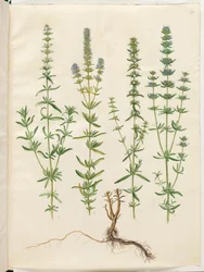 Hyssopus officinalis (真のヒソップ)