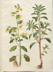 Impatiens noli-tangere (スプリングバルサム); インパチェンス・バルサミナ（ハヴ・バルサム）