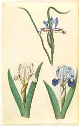 アイリス・グラミネア（アイリス・アイリス）; Iris lutescens または Iris pumila (?) (小人アイリスまたは低アイリス)
