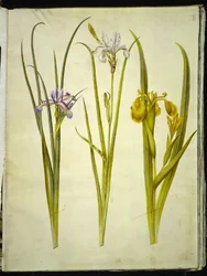 アイリス草 (græsbladet アイリス); シベリアアイリス (シビリスクアイリス); アイリス・シューダコルス