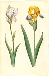 淡いアイリス（ブレグアイリス）; 多彩な虹彩 (broget iris)