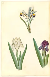 Iris persica (ペルシャ アイリス); Iris lutescens または Iris pumila (?) (小人アイリスまたは低アイリス)