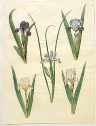 Iris pumila (低虹彩) または Iris lutescens (小人虹彩); アイリスグラミネア（グラスリーフアイリス）