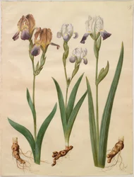 アイリス×サンブチーナ（棚菖蒲）; アイリス×アメーナ（アイリスハイブリッド）