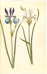Iris sibirica (sibirisk アイリス)
