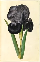 Iris susiana (喪アイリス)