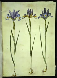 Iris xiphium (スペインアイリス)
