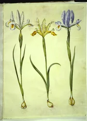 Iris xiphium (スペインの虹彩) または Iris latifolia (英語の虹彩); Iris xiphium (スペインのアイリス)