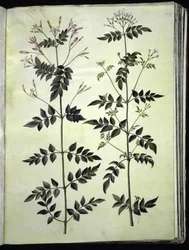 Jasminum officinale (ジャスミン)