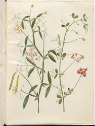 Lathyrus sylvestris (森の平らなさや); Lathyrus tuberosus (塊茎の平らなさや)
