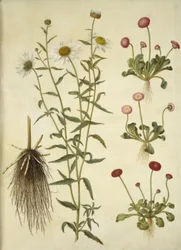 Leucanthemum vulgare (白い雄牛の目); Bellis perennis (ヒナギク)