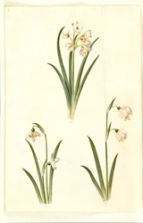 Leucojum aestivum (夏の梅); Galanthus nivalis (一般的なスノー ドロップ); Leucojum vernum (ドロテア ユリ)
