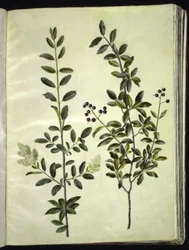 Ligustrum vulgare (一般的なイボ科)