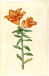 Lirium bulbiferum (火のユリ)