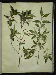 Lonicera alpigena (高山ヤギの葉); Euonymus europaeus (コモンボーンウッド)