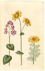 月の年次 (judaspenge); Doronicum pardalianches (hjertebladet gemserod); Vernal Adonis (vår-adonis)
