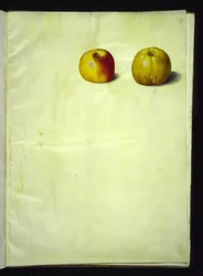 マルス・ドメスティカ（一般的なリンゴ）
