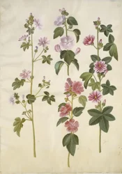 Malva sylvestris (一般的な猫のチーズ); Lavatera thuringiaca (ジャーマン ポプラ ローズ)