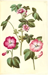 Malva sylvestris (一般的な猫のチーズ); Lavatera trimestris (マムルークワーム)