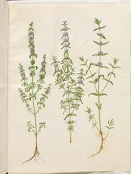 Mentha pulegium (ポレイミント); Mentha cervina (シカミント); ハッカ（ハッカの一種）