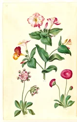 Mirabilis jalapa (奇跡の花); Bellis perennis (ヒナギク)