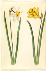 水仙 × incomparabilis (庭の水仙); 水仙仮水仙（水仙）