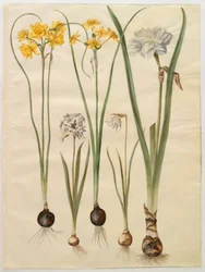Narcissus jonquilla (siv-narcis); 水仙タゼッタ（tazet）; Narcissus pseudonarcissus moschatus（ムスク水仙）; 詩的な水仙 (pinselilje)