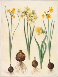 スイセン・ジョンキラ（ラッシュ・スイセン）; Narcissus tazetta aureus (ゴールドタゼット); Narcissus pseudonarcissus bicolor（二色水仙）