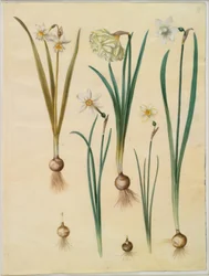 Narcissus ×mediluteus (toblomstret narcissus); 水仙偽水仙; 水仙（水仙）; 詩的な水仙 (pinselilje); 水仙×シンナー