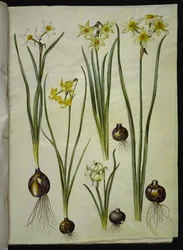 詩的な水仙 (pinselilje); 水仙 triandrus (蘭水仙); Narcissus ×mediluteus (toblomstret narcissus)