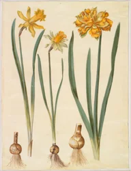 Narcissus pseudonarcissus major（大きな水仙）; Narcissus pseudonarcissus bicolor（2色の水仙）; 水仙の偽水仙