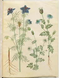 Nigella hispanica（茂みの中の悪魔）; Nigella sativa（ブラッククミン）