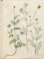 Nigella sativa（ブラッククミン）; Nigella damascena（ニオイクロタネソウ）