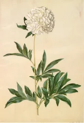 Paeonia lactiflora (芍薬)