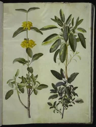 Phlomis fruticosa（エルサレムセージ）；Salvia officinalis（コモンセージ）