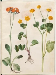 Pilosella aurantiaca (ポメラニアンの背の高いハーブ); Caltha palustris (イングランドセッジ)