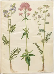 Polemonium caeruleum (一般的なヤコブのはしご); Centranthus ruber (赤い胞子バレリアン)