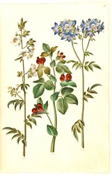 Polemonium caeruleum (一般的なヤコブのはしご); Lotus tetragonolobus (アスパラガスエンドウ)