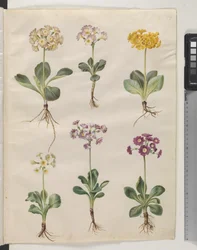 Primula ×pubescens Wulfen (have-auricula)