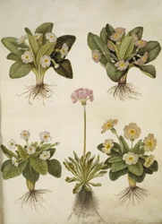 Primula vulgaris (大輪サクラソウのハイブリッド); Primula farinosa (ササゲ)