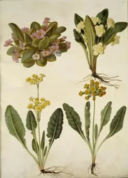 Primula vulgaris (カーニバル カウスリップ); Primula vulgaris (大輪サクラソウのハイブリッド); Primula veris (ホローネック ササゲ ハイブリッド)