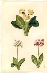 プリミュラ・vulgaris（大きな花のコドリバー）; Primula×Pubescens（庭園）