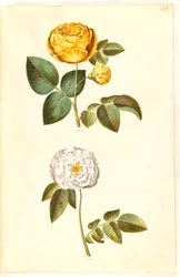 Rosa hemisphaerica (硫黄の黄色いバラ); ローザ×アルバ（白薔薇）