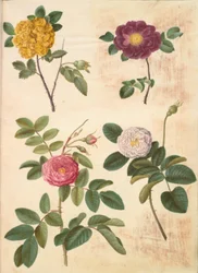 Rosa hemisphaerica (硫黄の黄色いバラ); ローザ ガリカ (ベルベット ローズ); Rosa×damascena（ダマシンローズ）