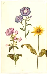 Saponaria officinalis (一般的なサボンソウ); Convolvulus tricolor (乙女のスカート); ヒマワリ（?）（ヒマワリの種）