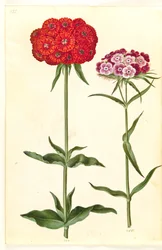 Silene chalcedonica (燃える愛); Dianthus barbatus（学生カーネーション）
