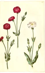 Silene Coronaria（クラウンウニ）