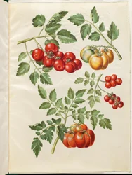 Solanum lycopersicum L. (almindelig トマト)
