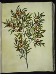 Solanum pseudocapsicum (エルサレム-サンゴ熊)