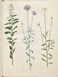 Spiraea salicifolia (pilebladed spirea); カタナンチェ ブルー (blå rasleblomst)